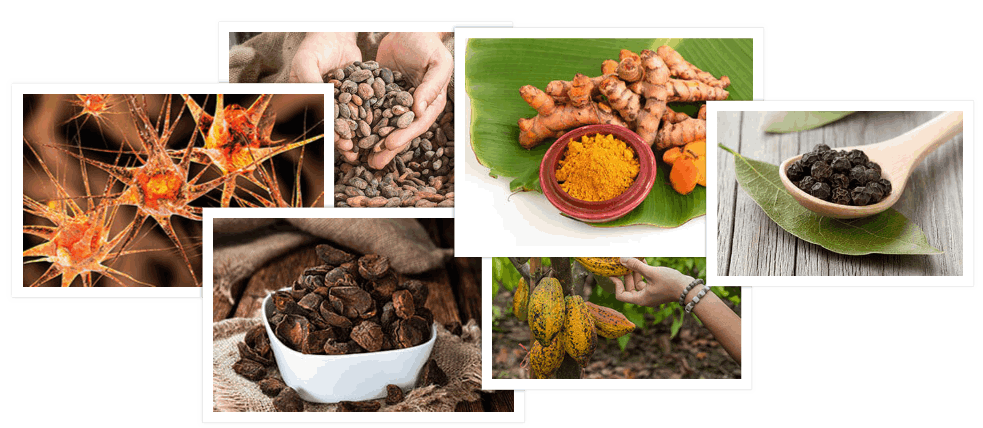 cacao ingredients 2